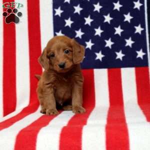 Plaza, Mini Goldendoodle Puppy